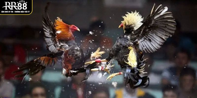 he-thong-so-huu-dan-am-thanh-phat-song-chan-that-