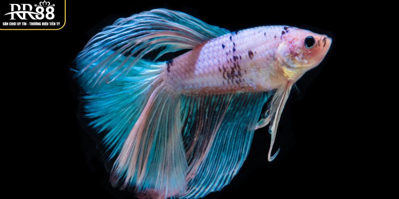 khai-quat-giac-mo-thay-ca